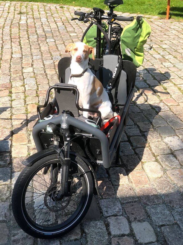 dog bike.jpg