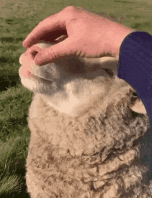 sheep-cute.gif
