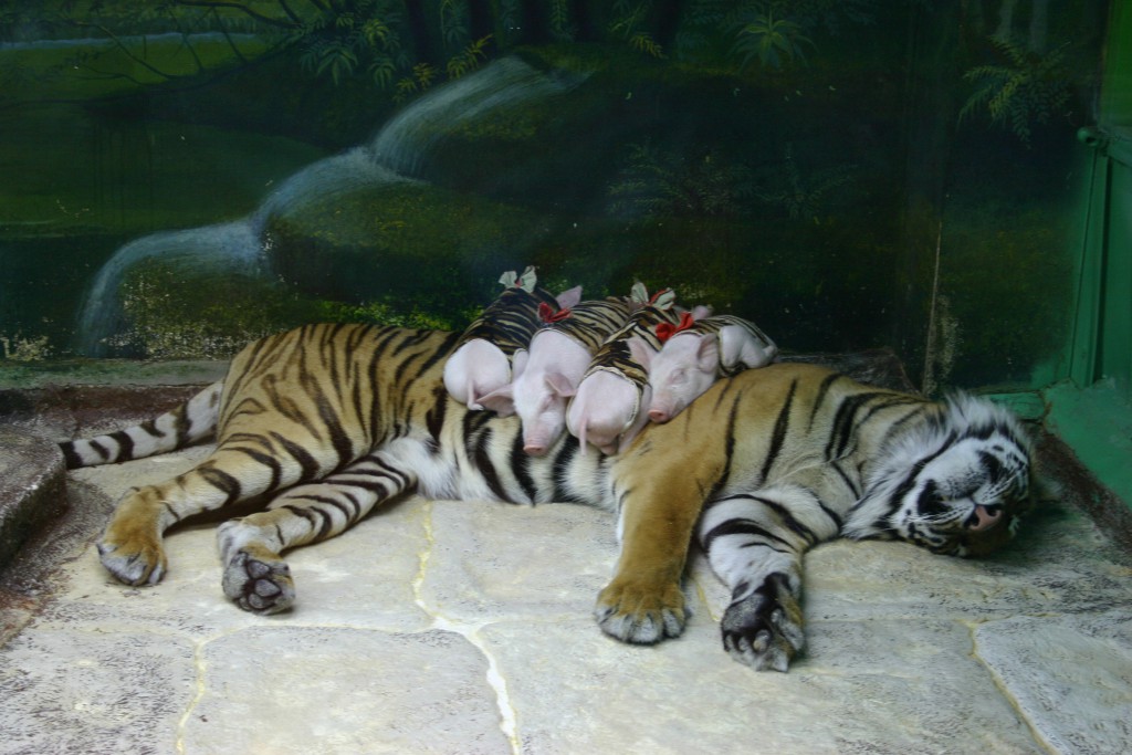 Pattaya_Sehenswuerdigkeiten_SrirachaTiger_Zoo_Tiger_Ferkel-1024x683.jpg